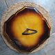 Magnificent cheese platter signed Vallauris