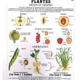 Deyrolle Fruits and Seeds Poster No. 10
