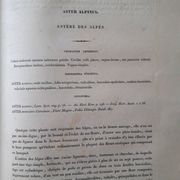 Aster Alpinu botanical plank, lithographed and coloured, Sertum Botanicum 1832
