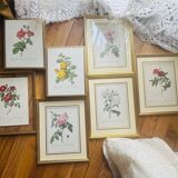 Lot of 7 pink botanical lithographs 1950