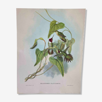 Ornithological board Colibri