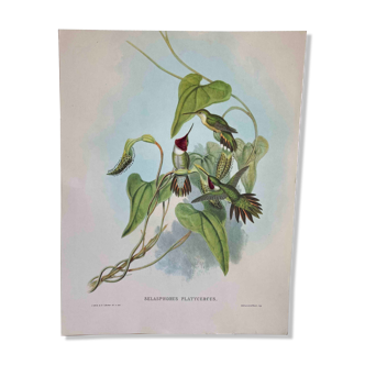 Planche ornithologique Colibri