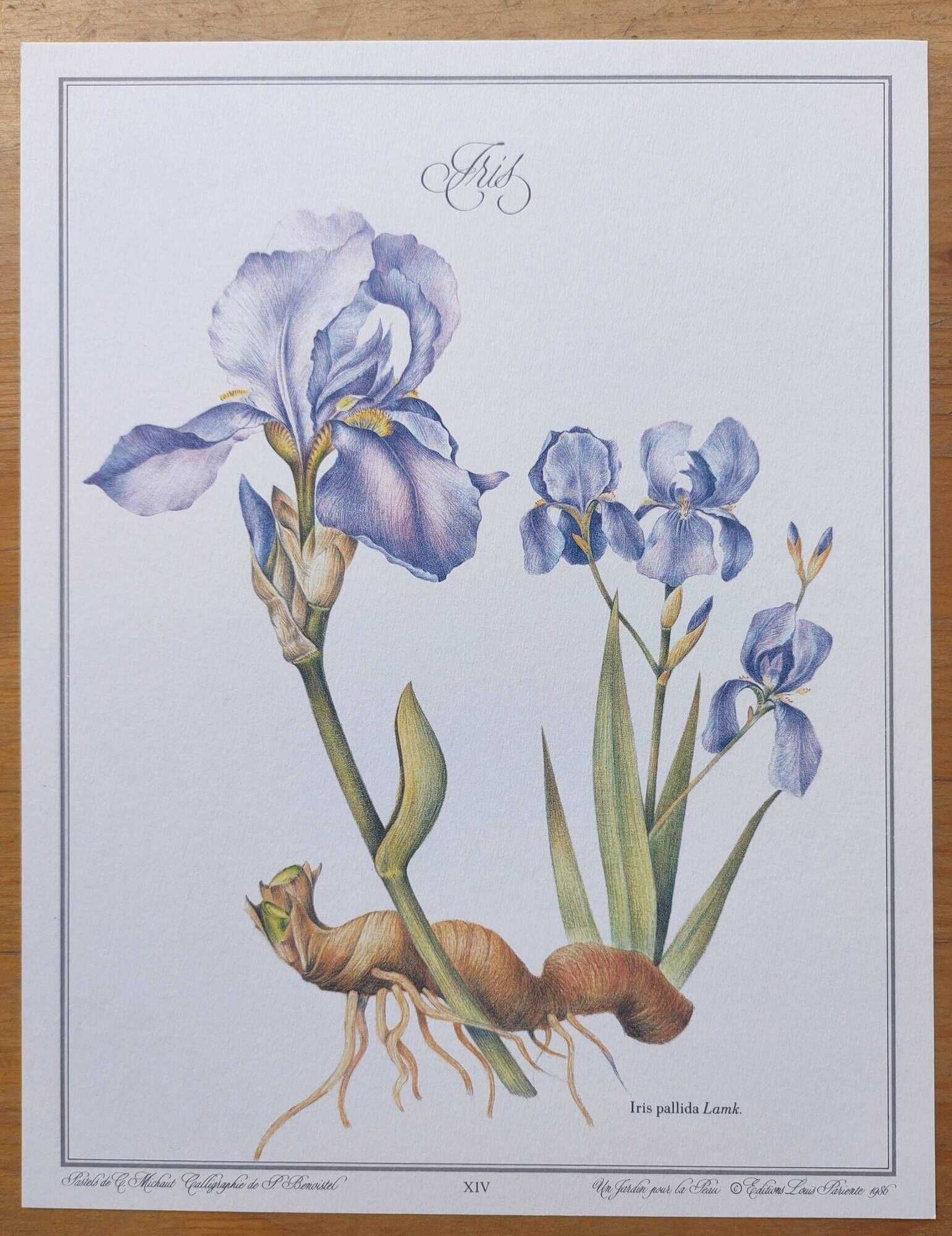Botanical engraving -Iris- Illustration of medicinal plants and herbs. Pastels by C.Michaut