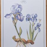 Botanical engraving -Iris- Illustration of medicinal plants and herbs. Pastels by C.Michaut