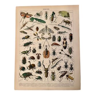 Lithographie sur les insectes (horetica tuberculata) - 1900