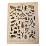 Lithograph on insects (horetica tuberculata) - 1900