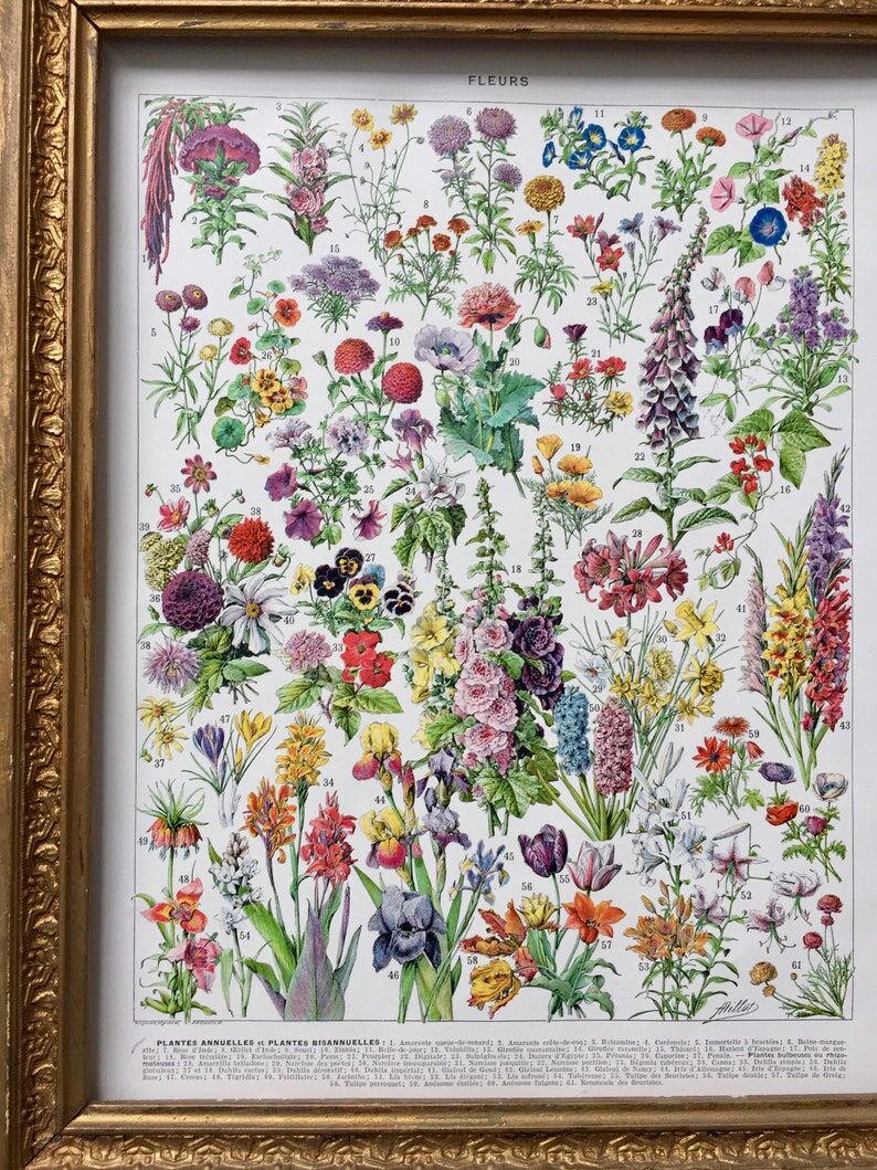 Illustration ancienne Millot "Fleurs annuelles ou bisanuelles"