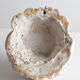 Lion's head in painted plaster