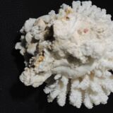 Sea coral cluster white/vintage