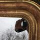 Large Louis Philippe golden mirror