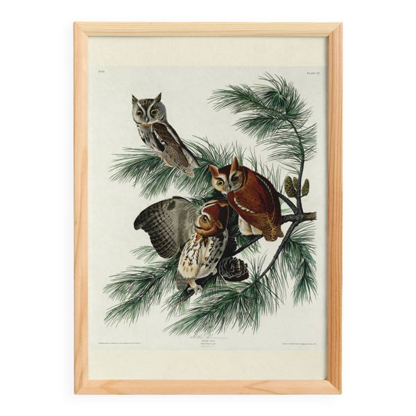 Affiche sur la chouette, d’après une gravure ancienne de 1827.