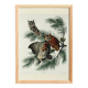 Poster about the owl, based on an old engraving from 1827.