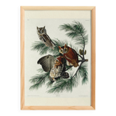 Affiche sur la chouette, d’après une gravure ancienne de 1827.