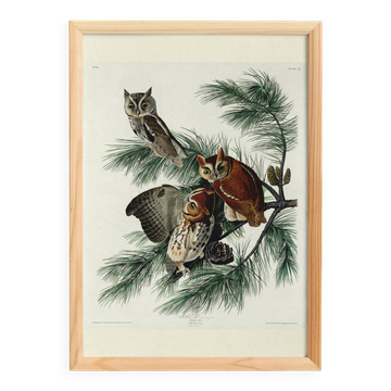 Poster about the owl, based on an old engraving from 1827.