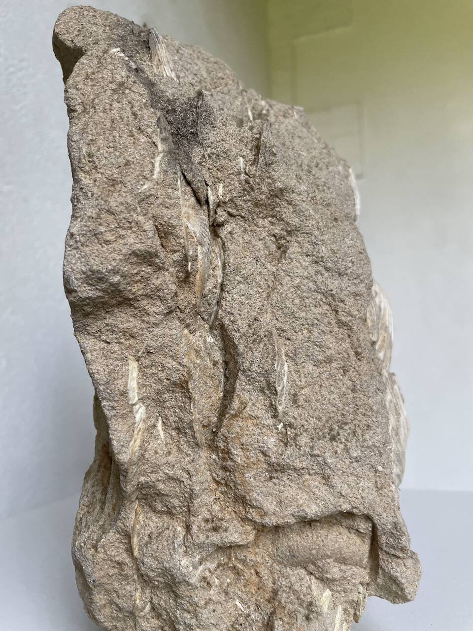 Fossil sedimentary rock and shell