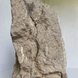 Fossil sedimentary rock and shell