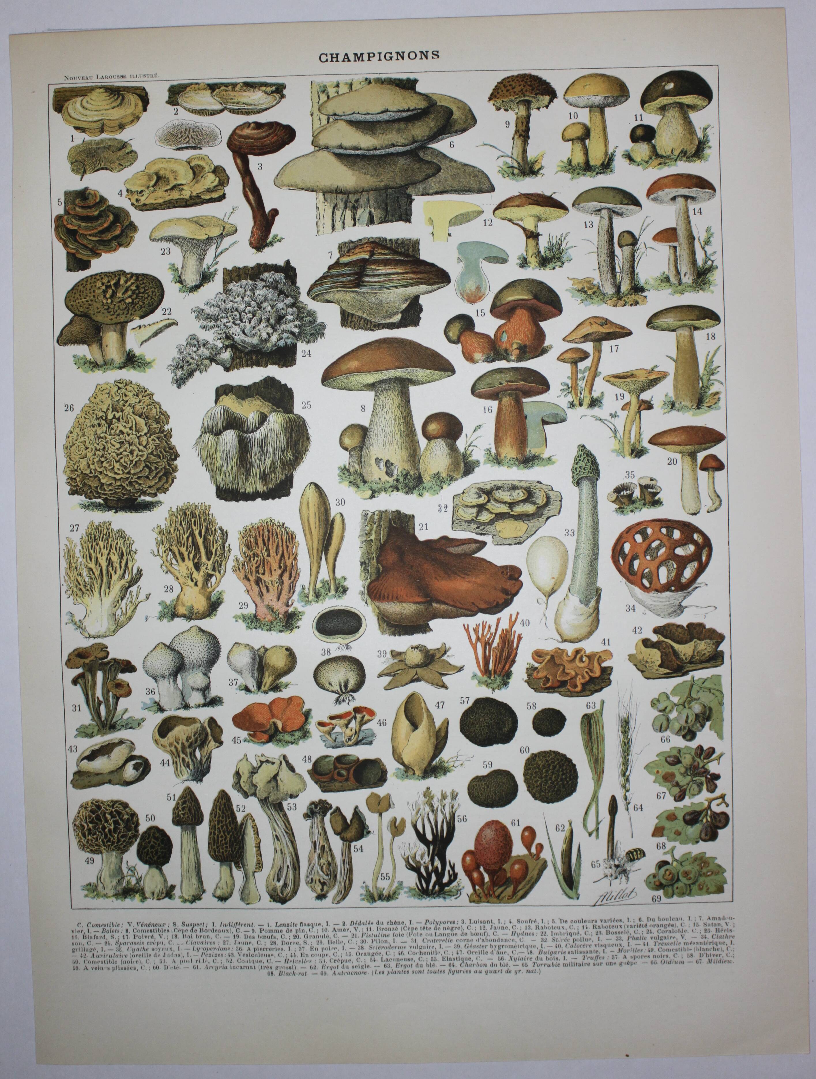 Engraving • Mushrooms 2, picking • Original lithograph from 1898