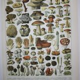 Engraving • Mushrooms 2, picking • Original lithograph from 1898