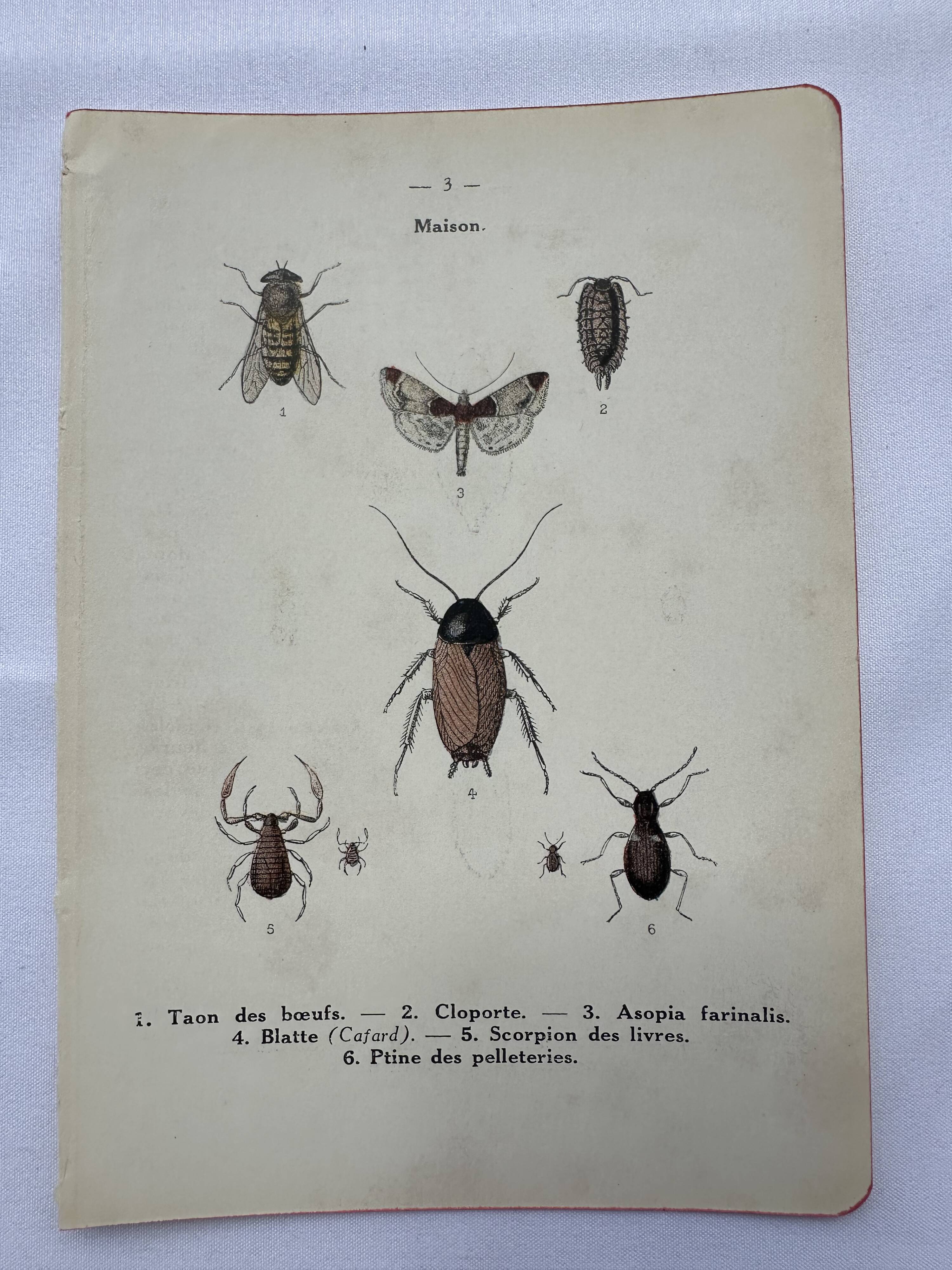 Naturalist plate insect France vintage botanical engraving