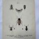 Naturalist plate insect France vintage botanical engraving