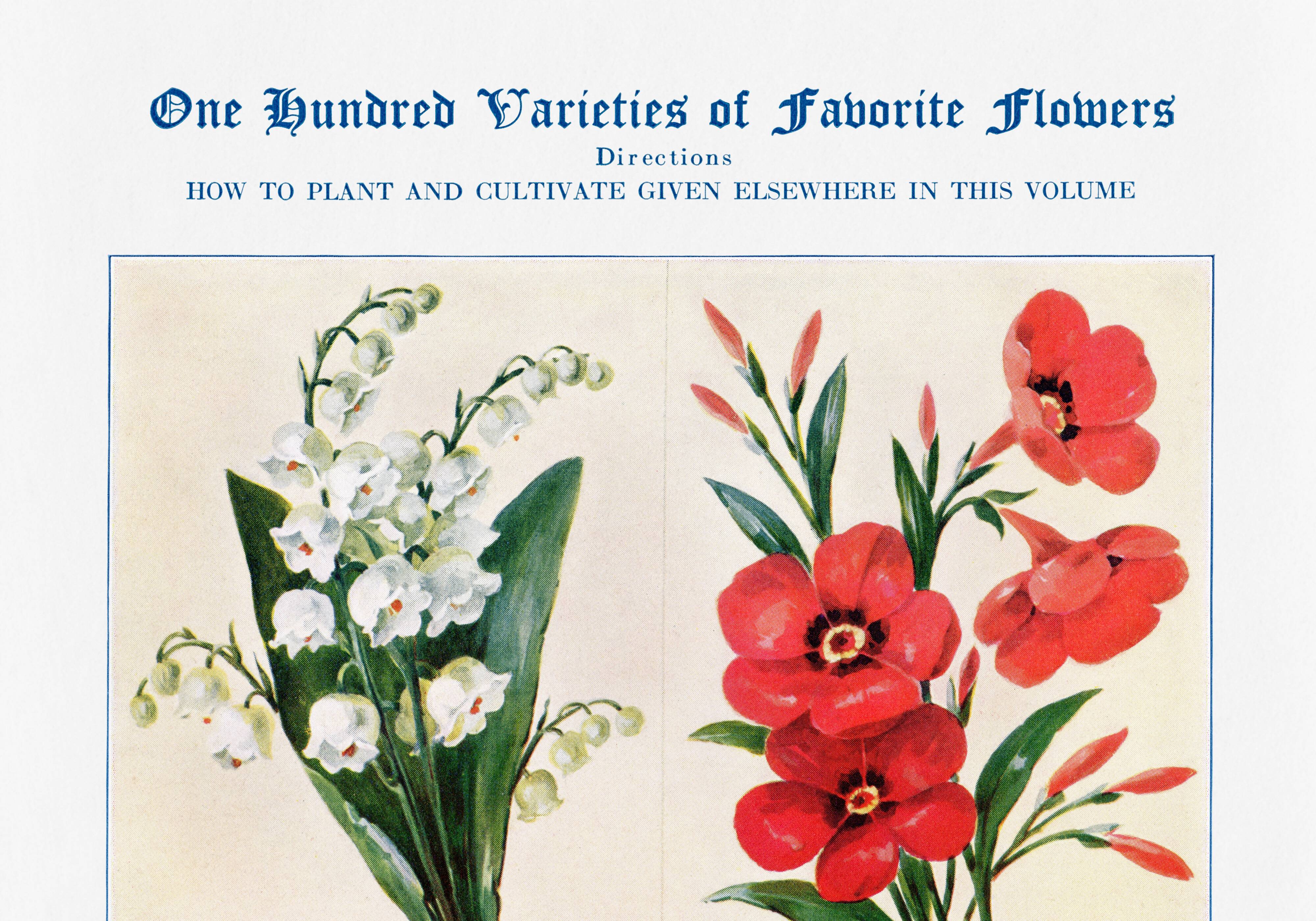 Poster about lily of the valley, flax, lobelia and lupin