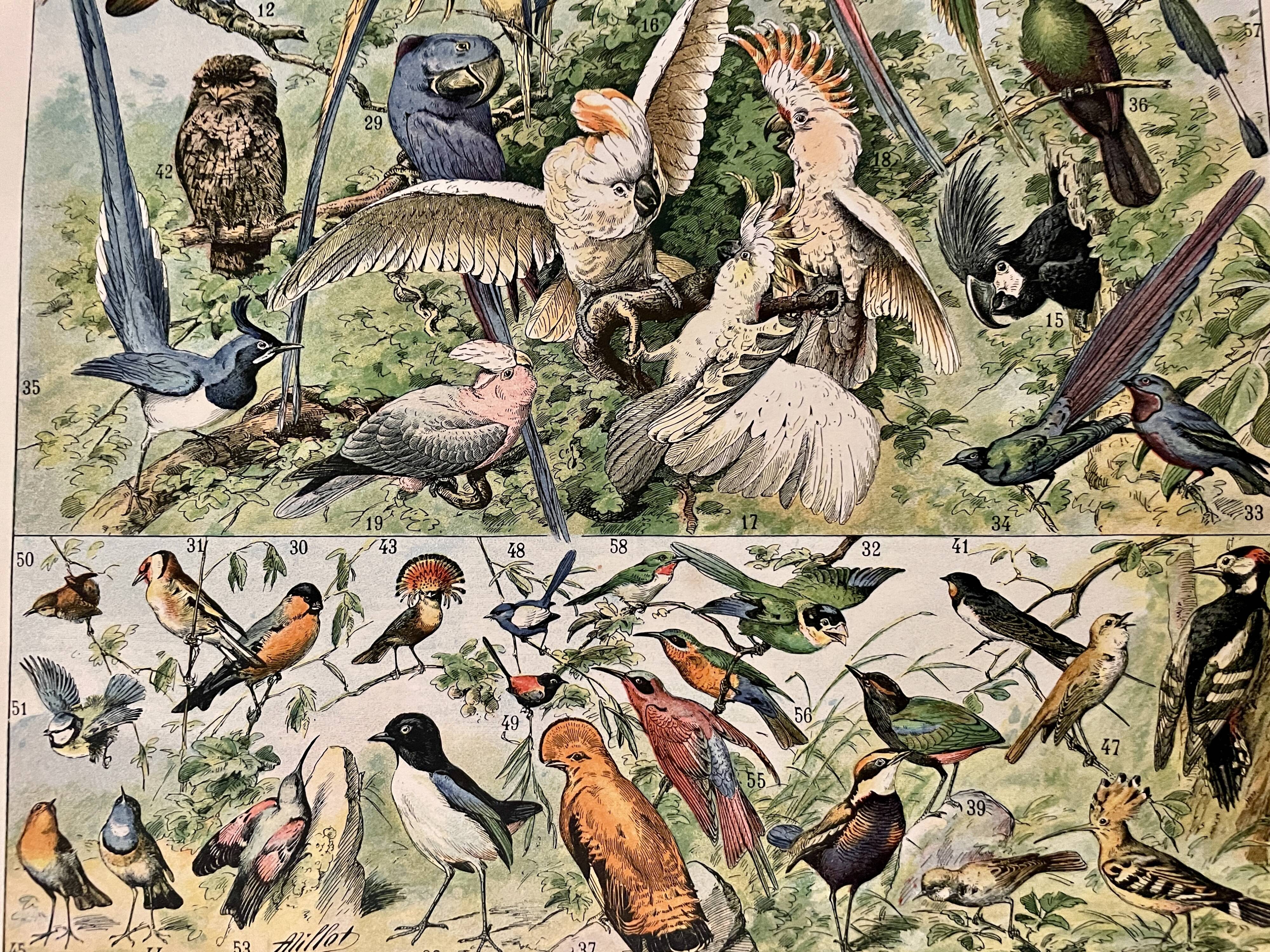 Lithographie sur les oiseaux (oiseaux de paradis) - 1900