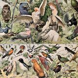 Lithograph of birds (birds of paradise) - 1900