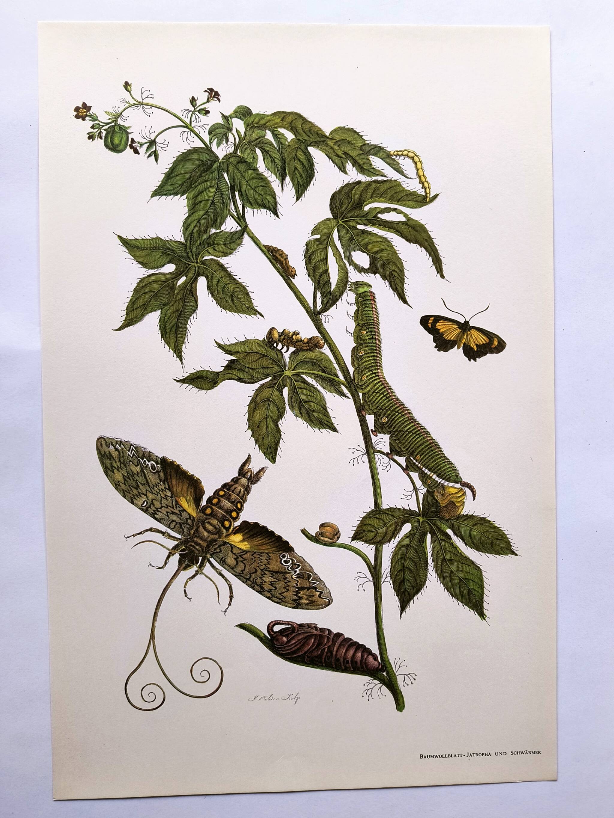 Vintage Illustration - Tropical Sphinx and Exotic Plant - by Merian