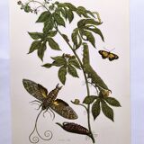 Vintage Illustration - Tropical Sphinx and Exotic Plant - by Merian