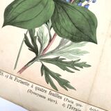 Botanical engraving from 1870 - Poisonous plants, - Lithograph, plate