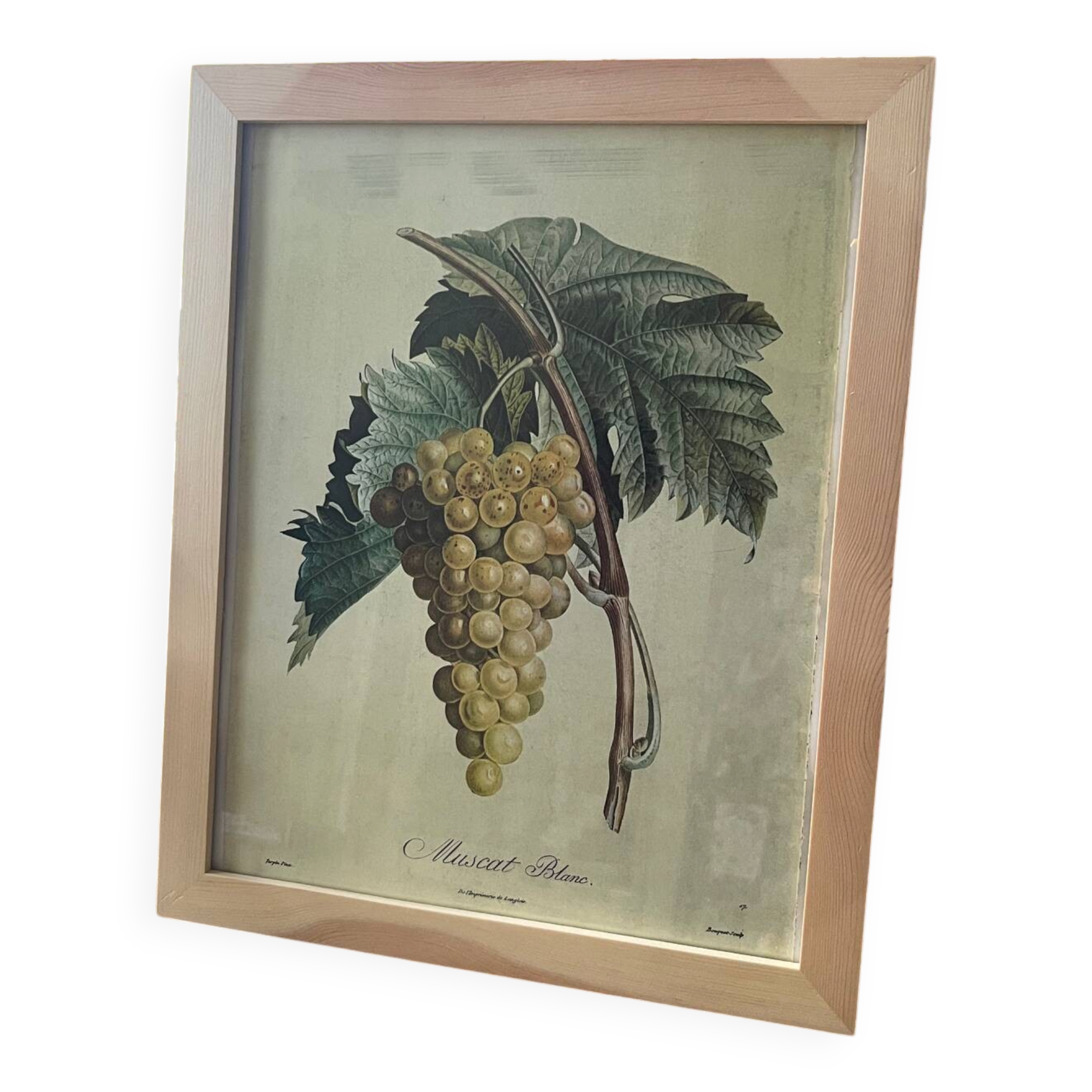 Botanical poster muscat - Turpin