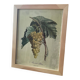 Botanical poster muscat - Turpin
