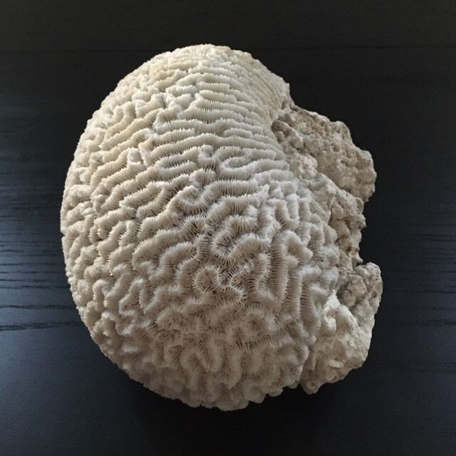 White coral