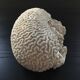 White coral