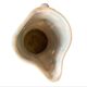 Roger Capron - Rare Wall Flower Vase
