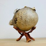 Pentadon globe fish naturalized on base cabinet of curiosity