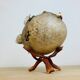 Pentadon globe fish naturalized on base cabinet of curiosity