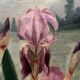 Table HST (oval frame) Iris Flowers in a field 19th century