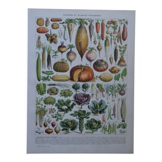 Lithographie originale sur les légumes et les plantes potagères