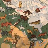 Card school Vegetation and fauna of North America and Asia MDI 1960