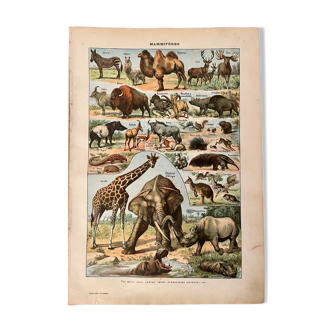 Lithographie gravure sur les mammifères de 1922