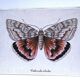 90s fabric butterfly suspension