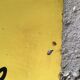 Painted metal plate 1mx1m 60s closing workshops