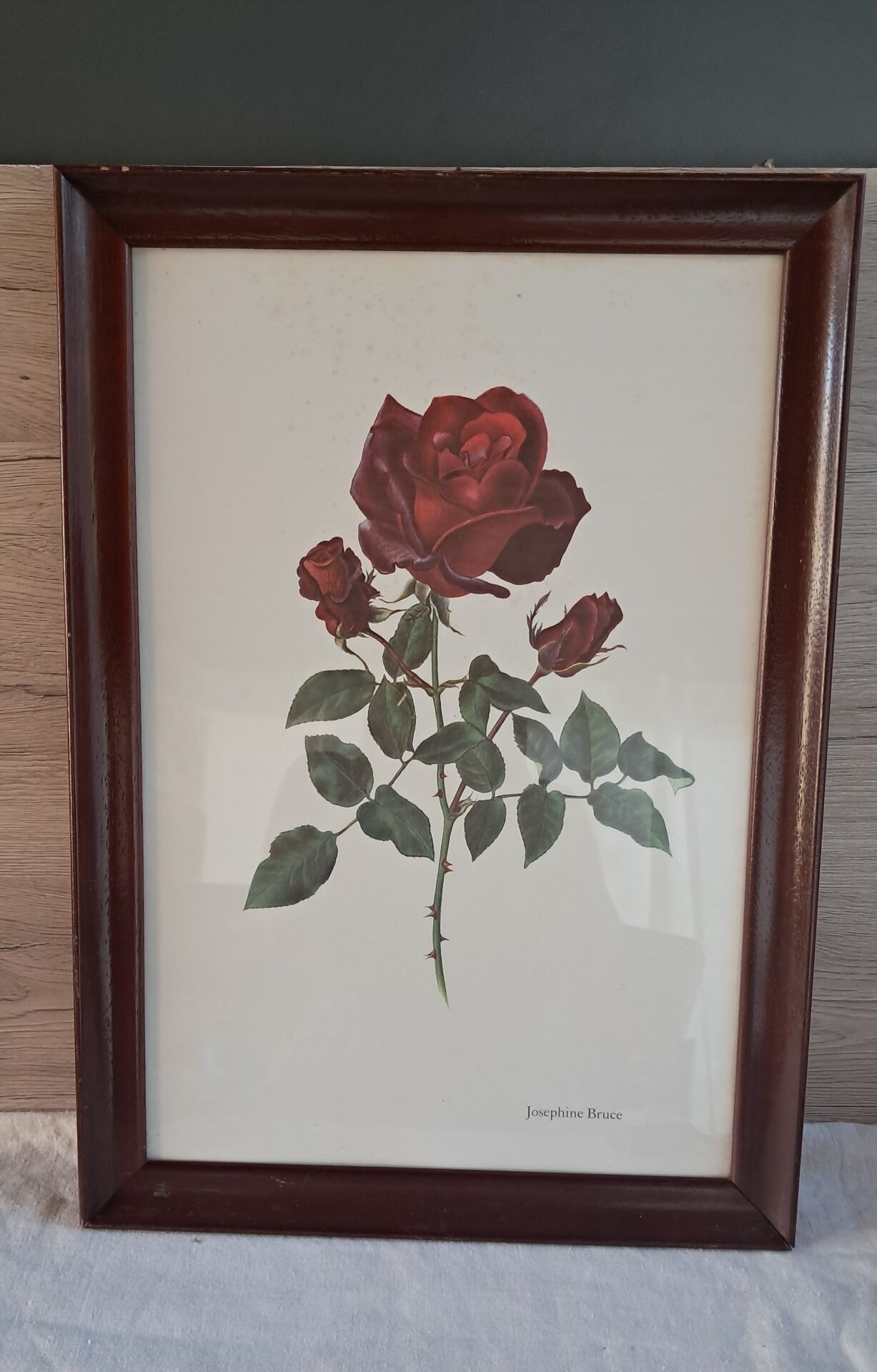 Vintage 1970 frame - Botanical illustration of Rose "Josephine B"
