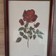 Vintage 1970 frame - Botanical illustration of Rose "Josephine B"