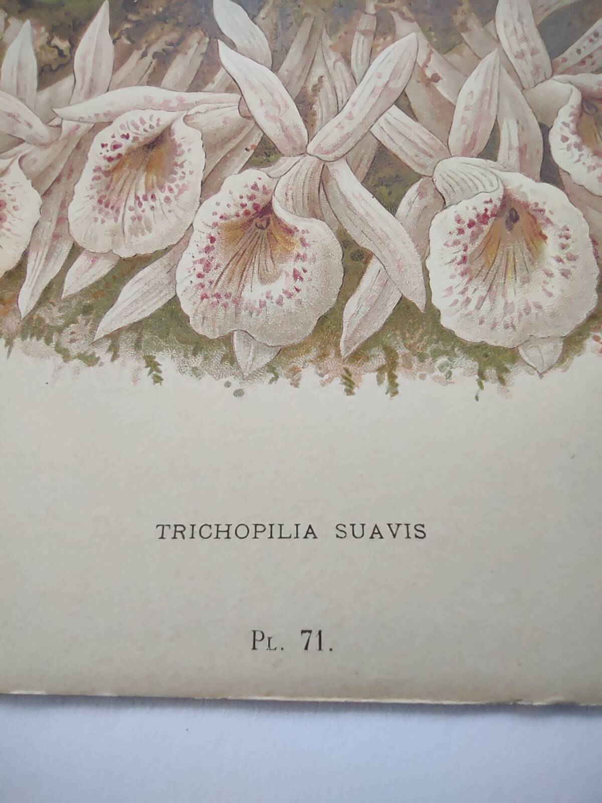 Gravure de fleur 1899 - Trichopilia - Planche botanique florale