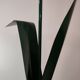 Lampadaire tulipe Peter Bliss, 1980, Angleterre