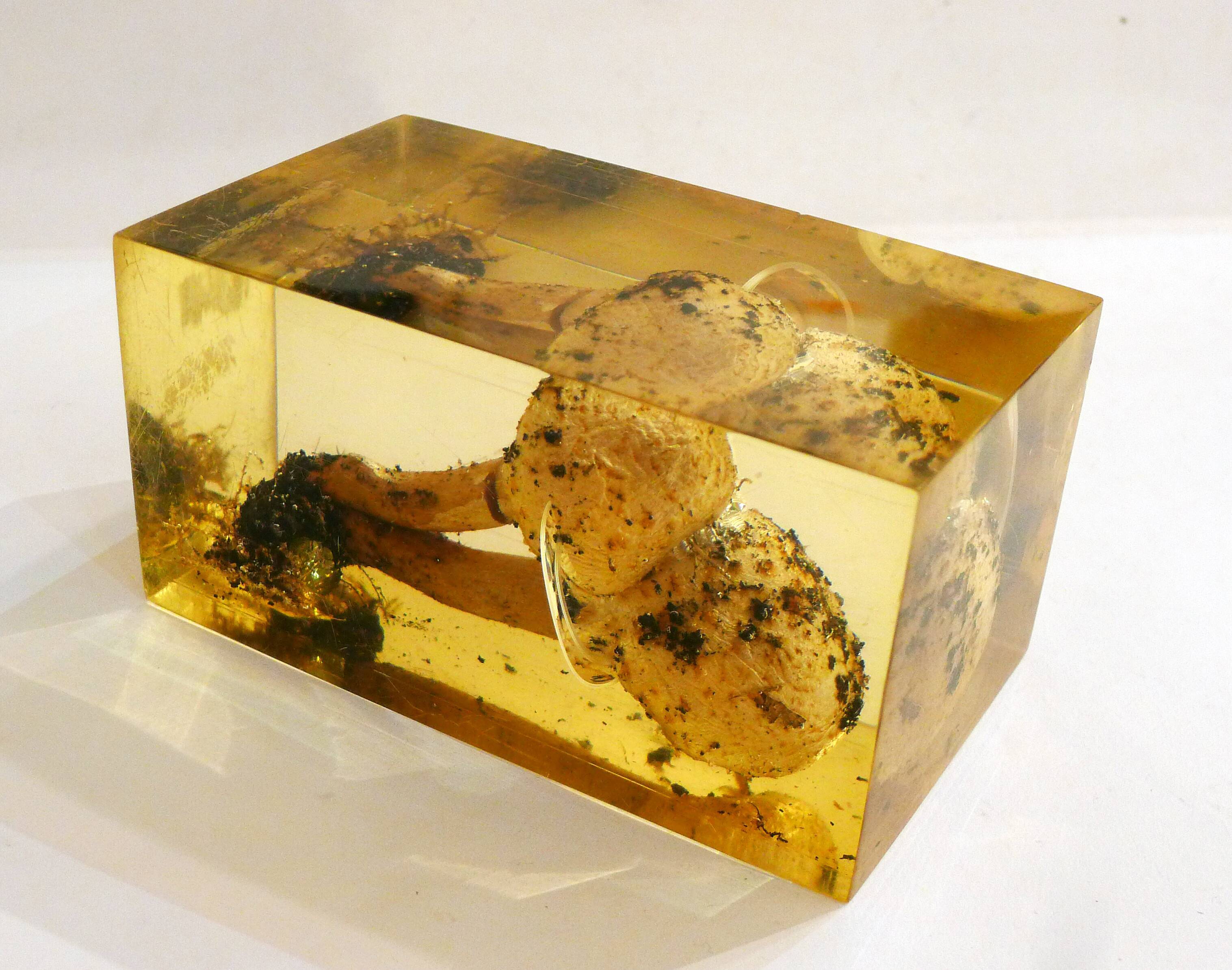 2 inclusions resin Mushrooms