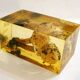 2 inclusions resin Mushrooms