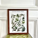 Framed botanical poster